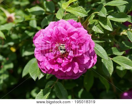 Bee in the center of huge lush roseship flower