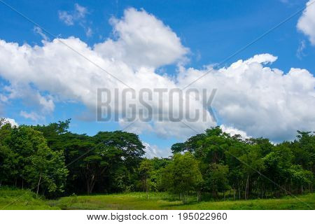 Water tree and sky with white cloud cover.