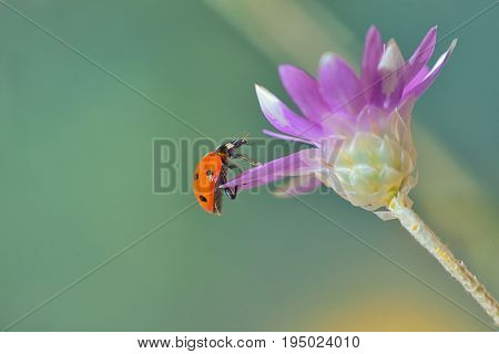 Ladybug on  Xeranthemum annuum flower 