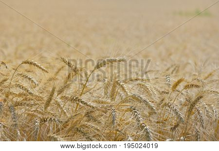 Details of ripe wheat field