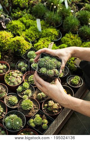 Choosing the succulents in pots for a rocky garden