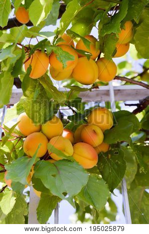 Cluster of ripe apricots on a branch in the upper Adje in Italy