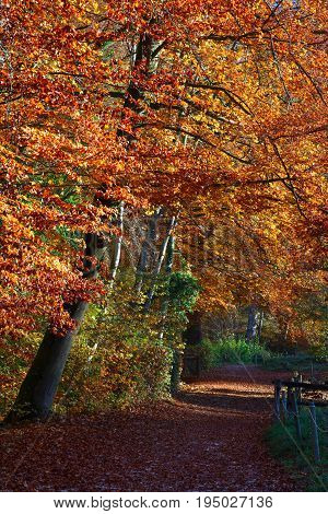 Vertical view of a beautiful autumn path of Ermitage in Arlesheim Switzerland