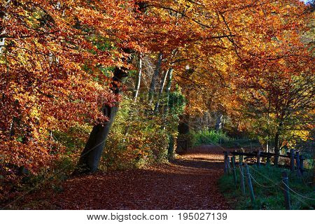 Beautiful red and yellow autumn path of Ermitage Arlesheim Switzerland