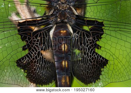A macro photo of an immature Black Saddlebags dragonfly.
