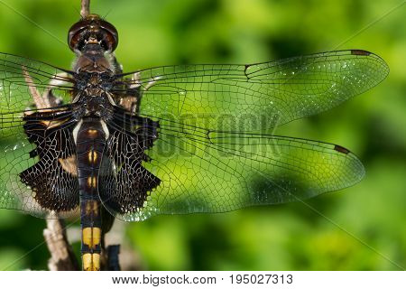 A macro photo of an immature Black Saddlebags dragonfly.