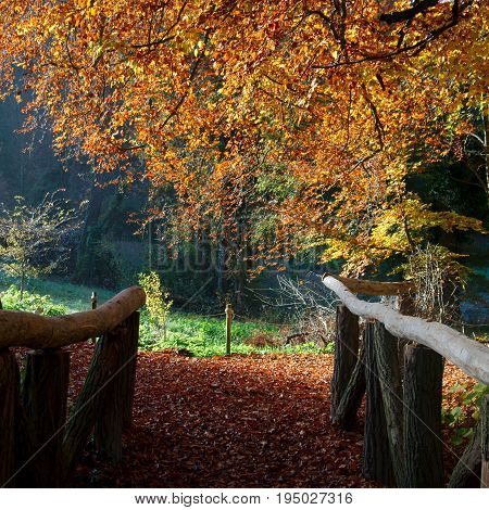 Beautiful view from a wooden forest bridge of Ermitage Arlesheim Switzerland