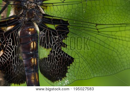 A macro photo of an immature Black Saddlebags dragonfly.