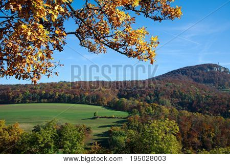 Autumn forest landscape. Focus on the tree in the foreground