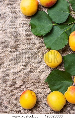 fresh apricots on burlap sack on table