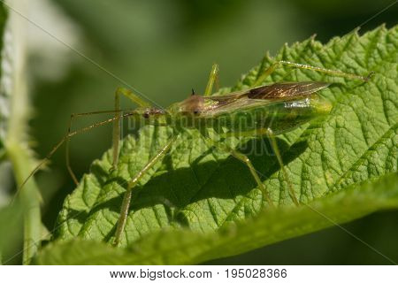 A Pale Green Assassin Bug Zelus luridus waiting on a raspberry leaf.