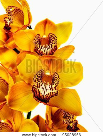 yellow orchid isolated on white background. Flower