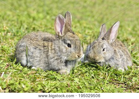 Beautiful young small rabbit on the green grass in summer day. Gray bunny rabbit on grass background. Rabbit eats grass
