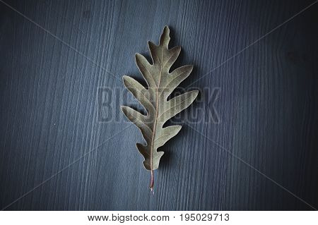 Oak tree leaf on gray wooden background. Texture and background of oak leaves for designers. Macro view of leaf texture on wood background. Organic texture of green leaves.