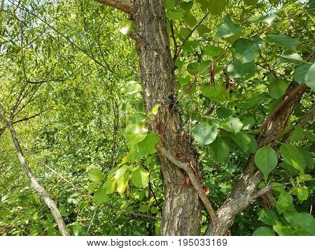 large green cicada on trunk of tree in the forest