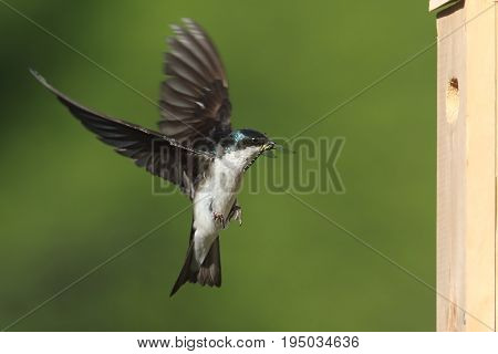 Tree Swallow (tachycineta bicolor) bringing a dragonfly to the nest