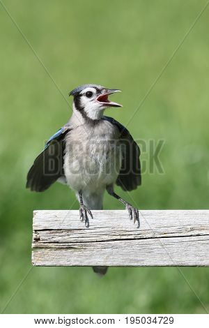 Juvenile Blue Jay (corvid cyanocitta) with a colorful background