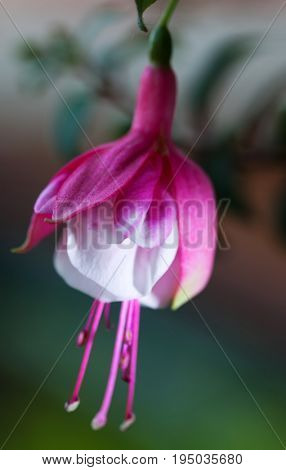 hanging Fuschia Flowers