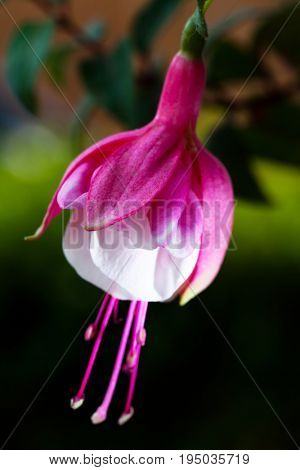 hanging Fuschia Flowers
