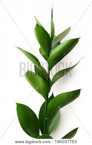 Graceful israeli ruscus, isolated on white