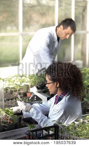 Biologists With Seedlings In Greenhouse