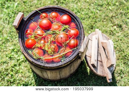 Pickled tomatoes with herbs in the wooden cask.