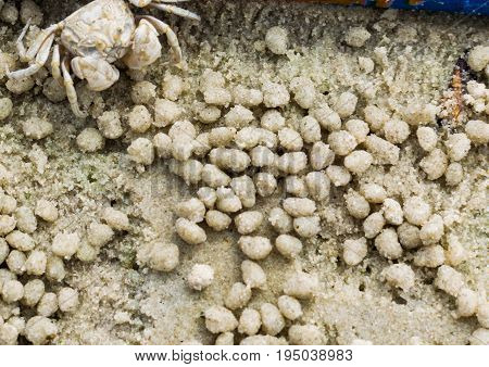 Small Ghost Crab Making Sand Ball