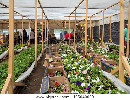 Voronezh, Russia - May 13 ,2017: Sale of flower seedlings in a street pavilion at the 