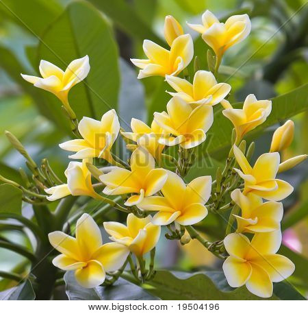 บ้าน Plumeria สีเหลือง