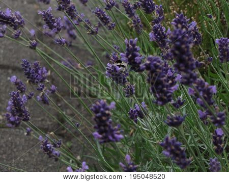 Beautiful purple lavender flowers grow in the  park.