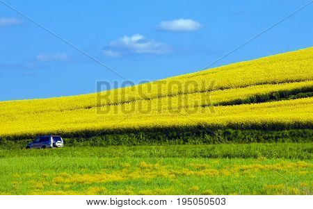 Car driving on a road in Sweden besides a yellow rapefield 