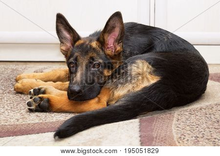 Funny young puppy of a shepherd dog lying on a carpet twisted into a ball