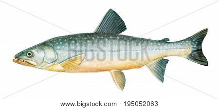 Freshwater Fish Of The Far East -  Malma, Char
