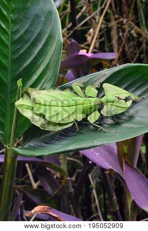 A giant leaf insect arrives in the  gardens and settles on a plant leaf.