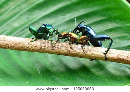 Frog legged leaf beetles aka Sagra bugueti found in the jungles of Southeast Asia.