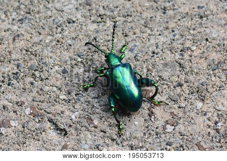 Frog legged leaf beetles aka Sagra bugueti found in the jungles of Southeast Asia.