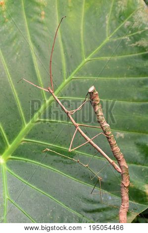 A female and male giant stick insect get it on in the gardens.