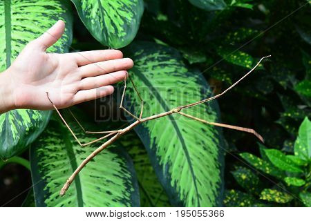 A giant stick bug on a hand showing the size and scale of the insect.