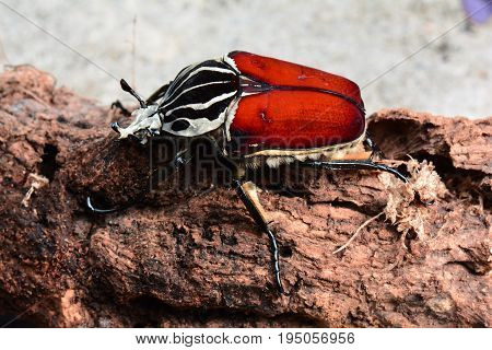 A giant Goliath beetle sits on a log in its environment.
