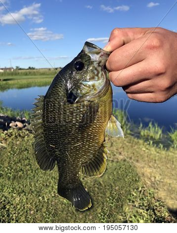Close up of a Bluegill held by a fisherman against a blue lake and summer sky