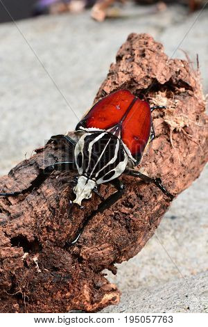 A giant Goliath beetle sits on a log in its environment.