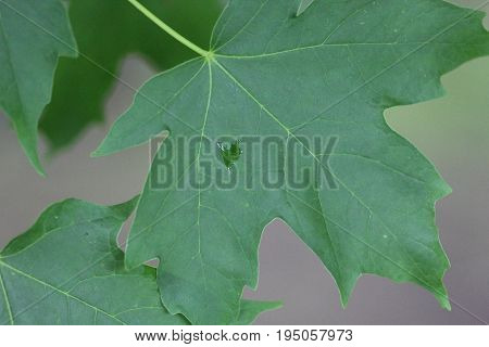 A sugar maple leaf with a water droplet on it