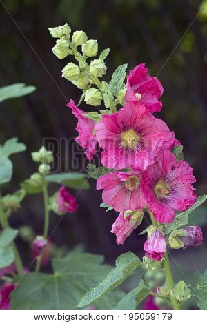 Red mallow also known as hollyhock in the garden
