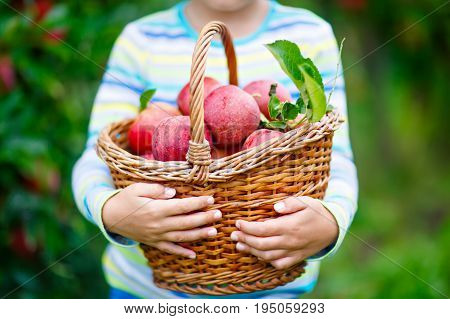 Beautiful blond happy kid boy picking and eating red apples on organic farm, autumn outdoors. Funny little preschool child having fun with helping and harvesting