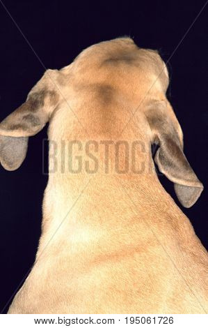 Fila Brasileiro Back