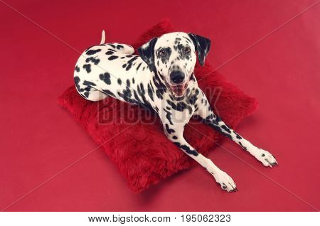 Firehouse dog relaxing on cushion over red background