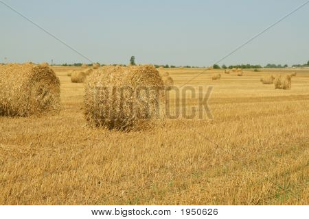 Haycock