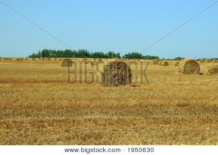 Haycock