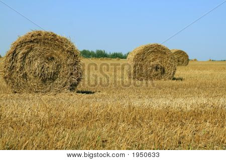 Haycock
