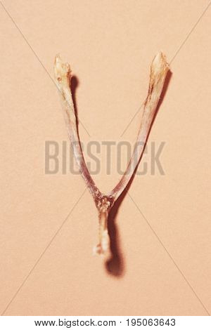 Wishbone isolated over colored background